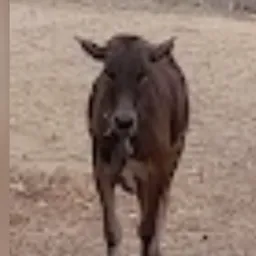 Rifa de uma garrota 🐂