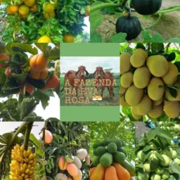 Grupo A Fazenda da Eva Rosa 🌹 🤝