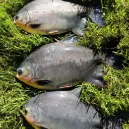 🎣🐟 PEIXE VIVO 1 🐟🎣Chácara Semente 1 🐟🎣