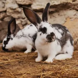 Negócios de coelhos🤝🐇