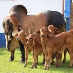 MERCADÃO DO BOI