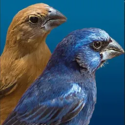 🦅Encontro🦅 das 🦅aves🦅