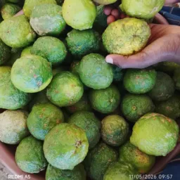 🥑🧅PRODUTOS ALIMENTARES 🍄🍉🍊 (vendas diversas)