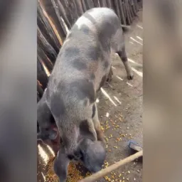 RIFA DE UM PROCO CAPADO 🐷🐷