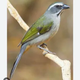 Pássaros zona leste 🕊️Suzano/Mogi/poá/Itaquá