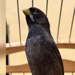🐦⬛Grupo dos passarinheiros amigos da zona norte e região 🐦⬛
