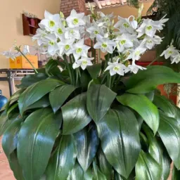 TROCAS, DOAÇÕES E VENDAS DE PLANTAS SINOP 🌳💐
