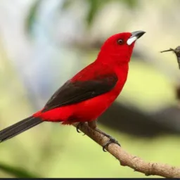 CRIAR É PRESERVAR FORTALEZA .CE🦅🐦🦉🦆🐤🐥🐴🦜🐐🐓🐎🐕🐕🦺🐖🦅🐔