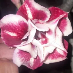 Rifa de plantas marilucia 🥰🥰