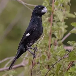 Grupo de trocas e vendas pássaros de Surubim e região