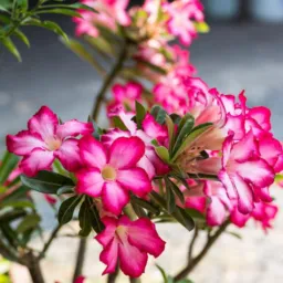 🌱Rosas do deserto da Simone🌺🌸