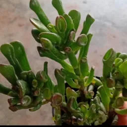 🌹🤝SFX.Vende-se ou Troca-se Plantas.🌸