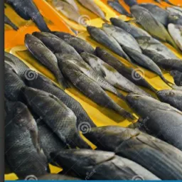 PEIXARIA DA RAYANE 🐟🐟
