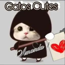 Gatos cutes 🐱