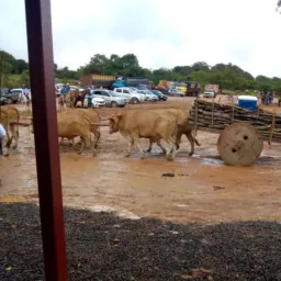 PEDYSERRA.seu agronegócio