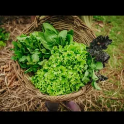 Dicas Agroecológicas