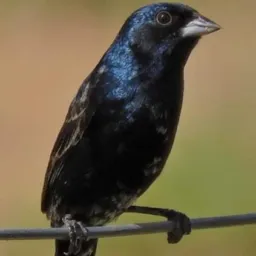 Venda e troca de aves jaboatão velho🦜