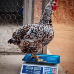 CRIADORES DE GALINHAS JACOBINA E REG...🐔🐣