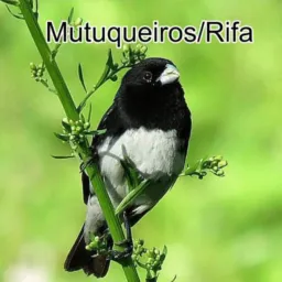 MUTUQUEIROS 🐦/RIFAS🍀