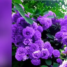 Mana Flores 🌺
