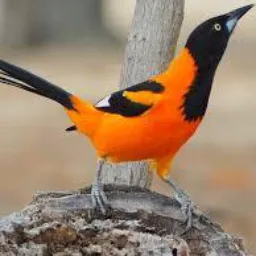 Passaros sacoma bps