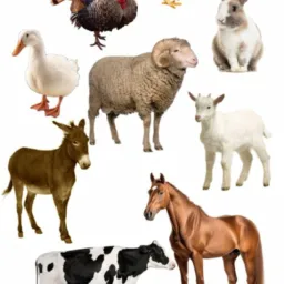 Venda de animais