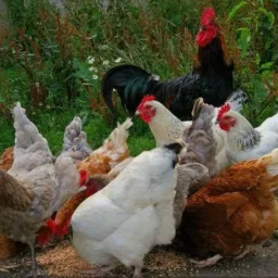 EXIBIÇÃO e VENDAS ou TROCAS de ANIMAIS de (88) e (85) e etc.. cuida
