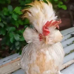 Só Modelados mg
