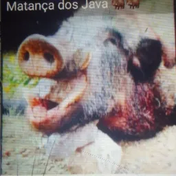 Matança dos java 🐗🐗🐗