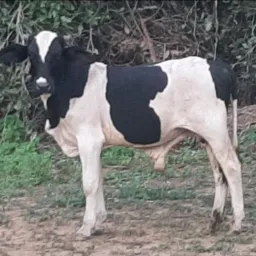 Rifa em prol do tratamento de coluna de Vera Lúcia