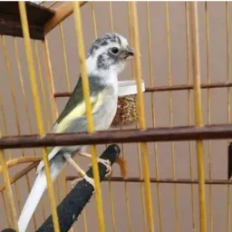 EQUIPE SÓ TRINCA E COLEIRO MÁQUINA 🦅