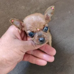 (Sp) Pinscher miniaturas pronto entrega 🐶🐶