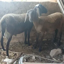 Vendas trocas e divulgações CD