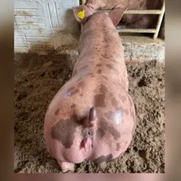 Fagner suínos 🐷