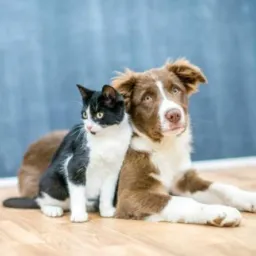 Pets Doações Amapá 🐾