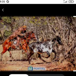 grupo do amigo do gibão 🐂🐎💥