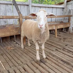88º Sorteio 1 ovelha texel 2⁰ prêmio 1 leitão sorteios Rieger