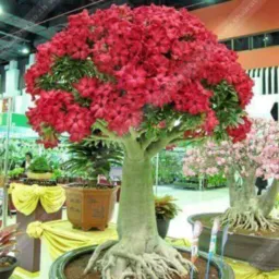 Louco por plantas