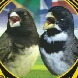 Papa capim dos sonhos Jf/ região 🦅