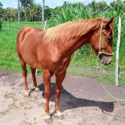 🐎🌪️FURACÃO STEEL HIBI🐎🌪️