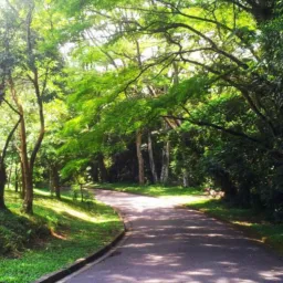 Trilhas parque do Carmo ZL
