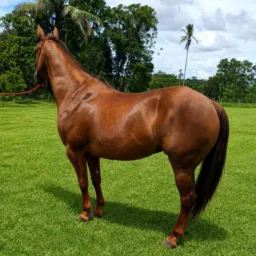Rifa Égua Quarto de milha