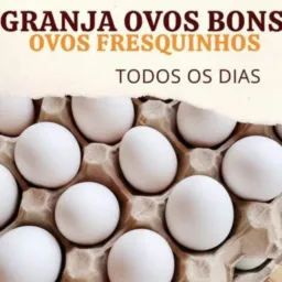 🐔🥚🏡 Granja Ovos Bons 🌞🥚🍀