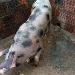 Rifa de um porco 🐖