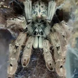ESCORPIÕES E ARANHAS DO BRASIL (+18) COLETA,HOBBY E IDENTIFICAÇÃO DE ESPÉCIES