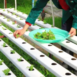 Agricultura_Moderna_Hidroponia🥬