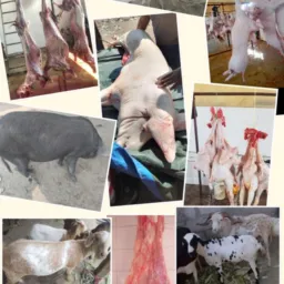 🐐Cabritos e 🐷 porcos  🐄boi 🐑Caneiros🐔 galinha 🦢patos vem ter com o laron