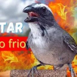 ROLEIROS DE PLANTÃO🦅 AVES RJ