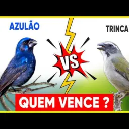 Azulão vs trinca ferro cria e preservar.🐦‍⬛🐦