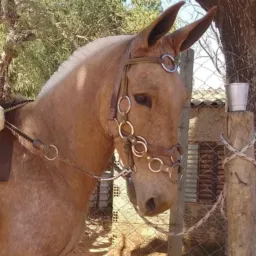 💰🔰🔰VENDAS DE EQUINOS MUARES E ASININOS 🐴🐎🙏🏼🤝💵🔰🔰💲